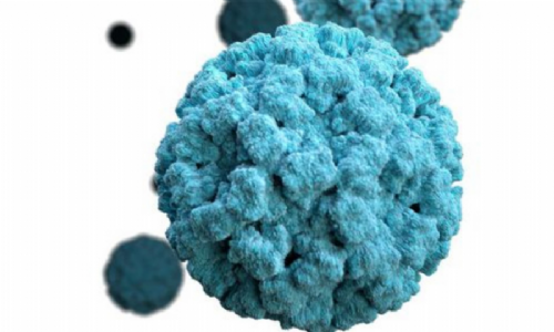 Nöro Virüs ve Hepatit-A Analizleri